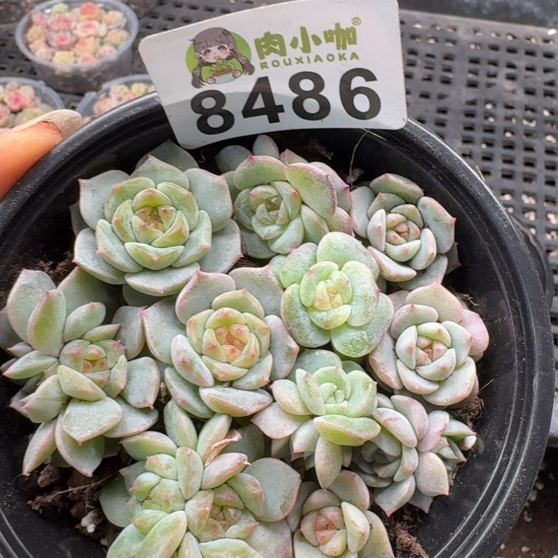 多肉植物多肉植物