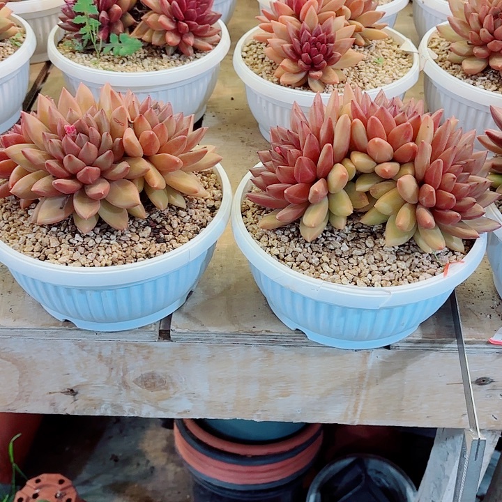 三头黄体迷雾泡泡精品多肉盆栽体验价