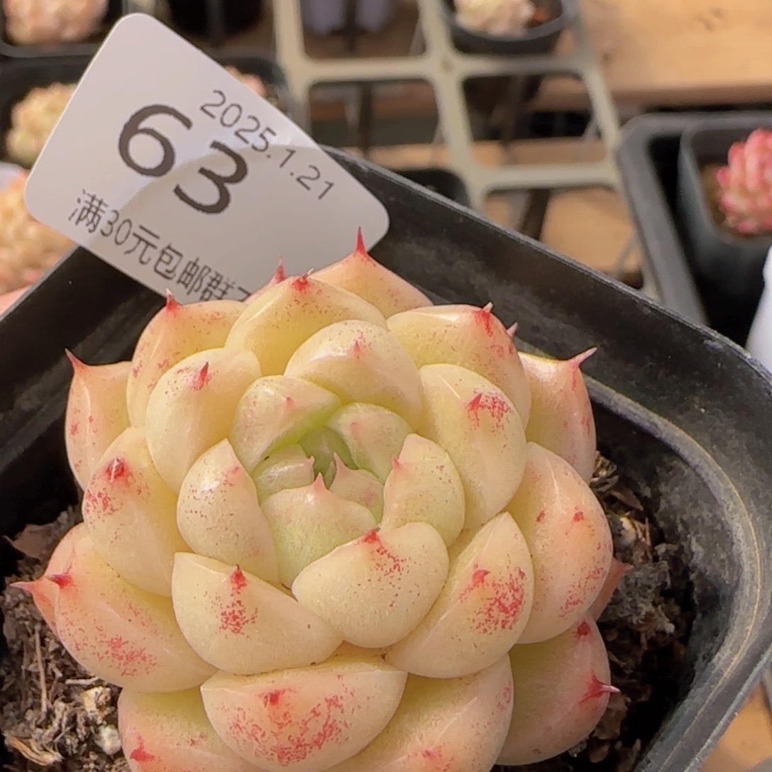 麦秆单头一颗脱土发货