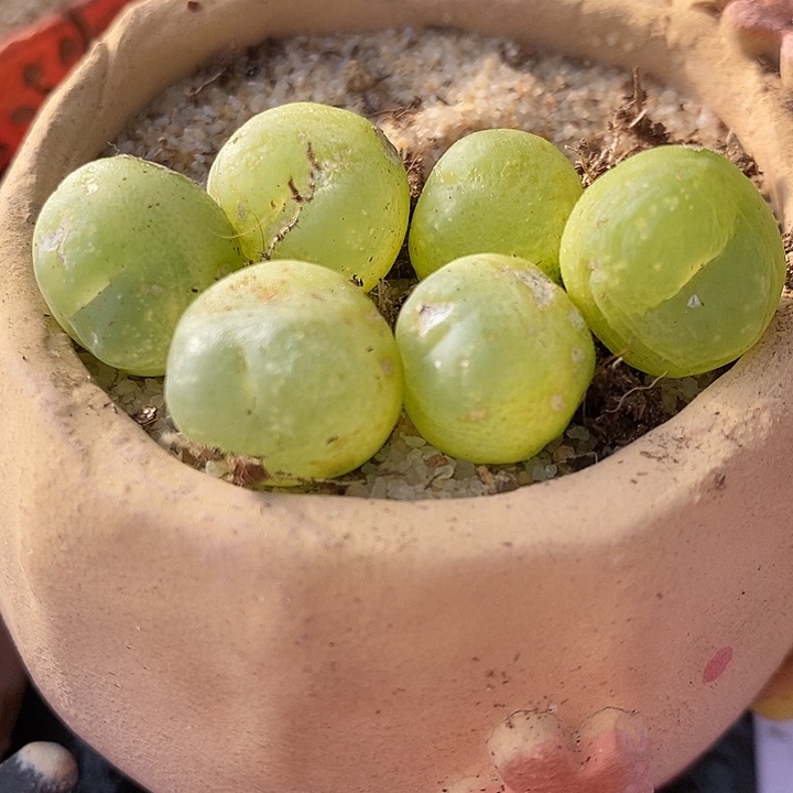 2917拉登福利瑕疵一颗