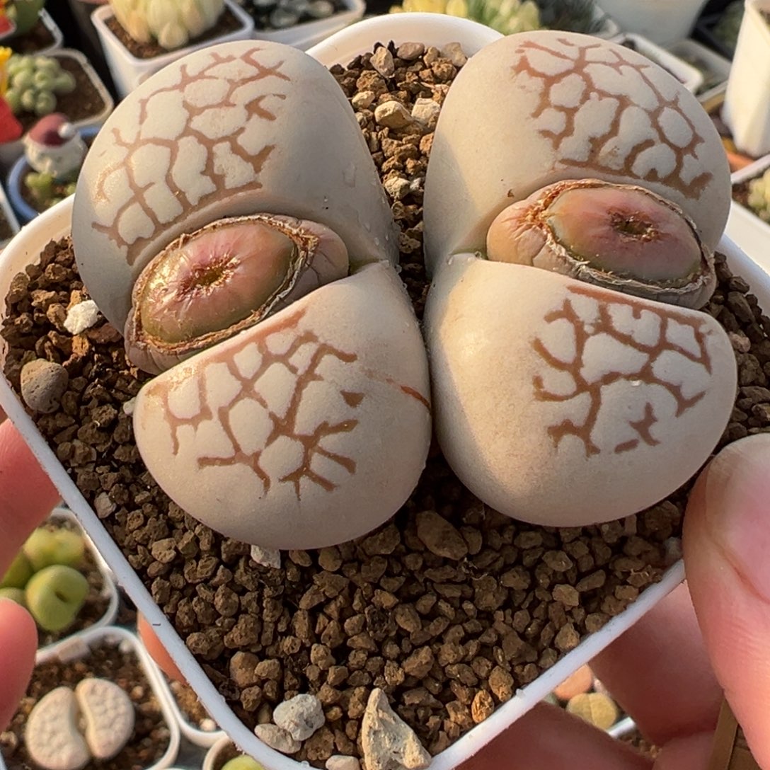 8年单头4厘米大白