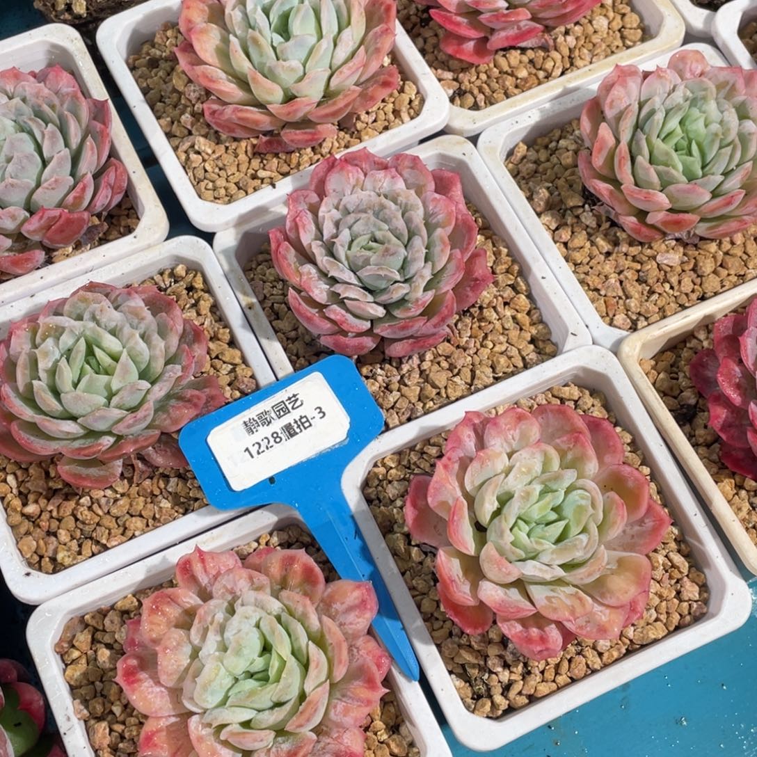 1228-3-泡泡纱裙有品质单头一颗