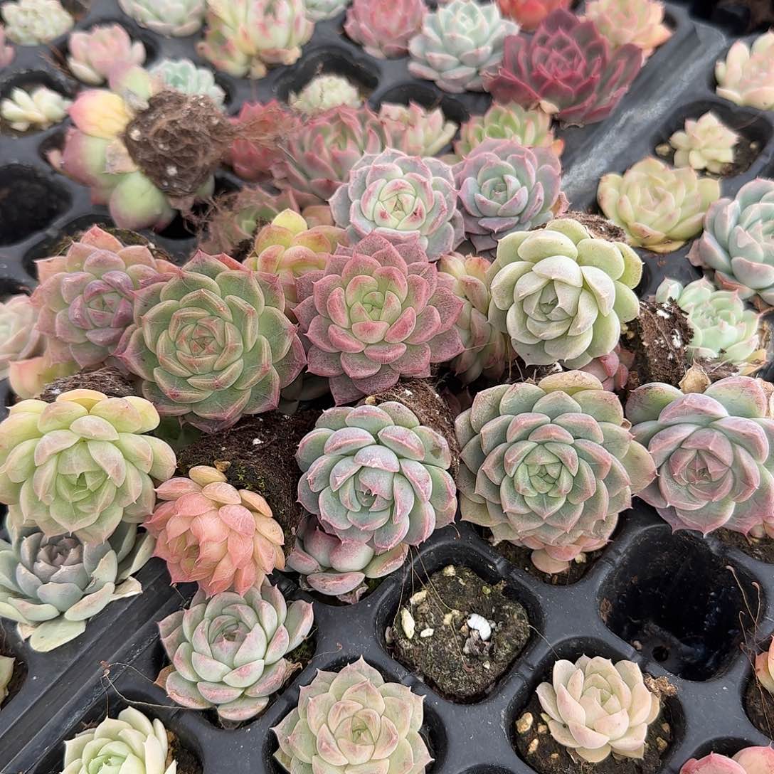 2-13左五左六麦秆二十颗量拍