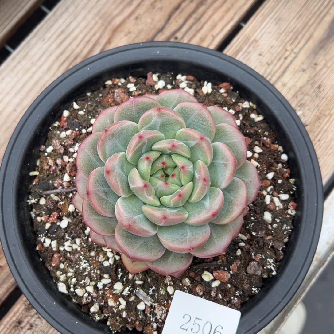 安*~2506肉肉肉肉肉肉肉