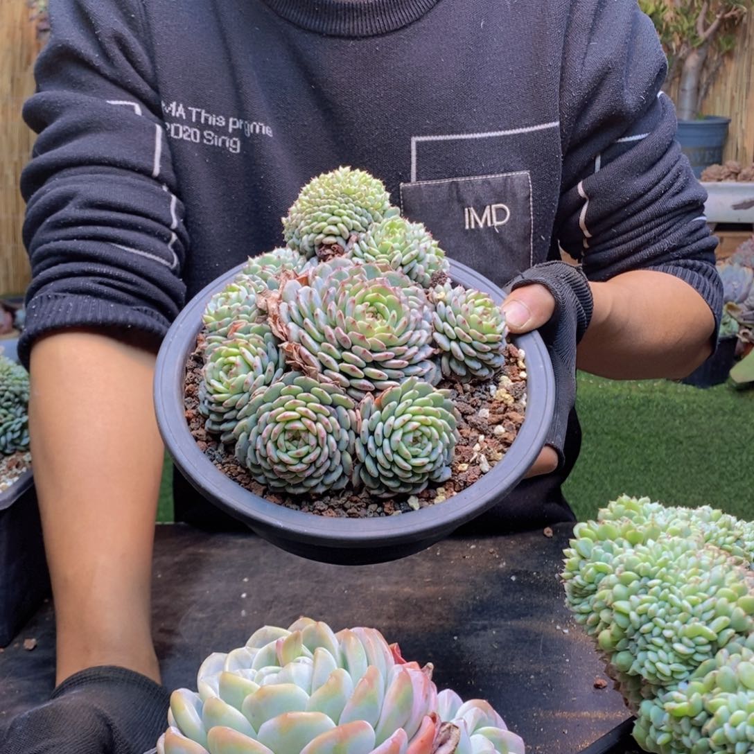 Z***20号白胖子缀化