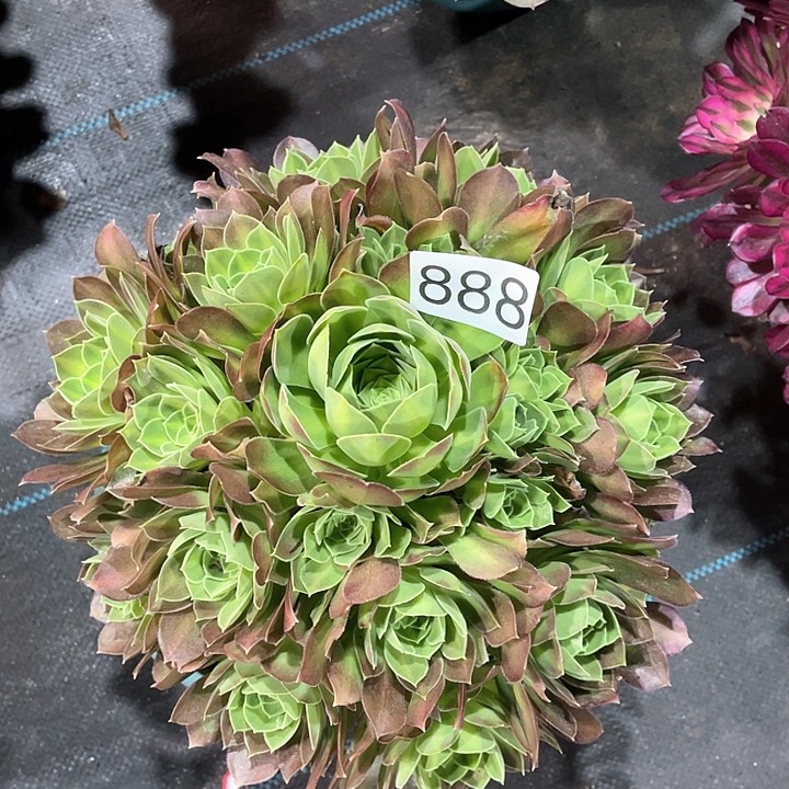 888韶华中斑，冠幅28