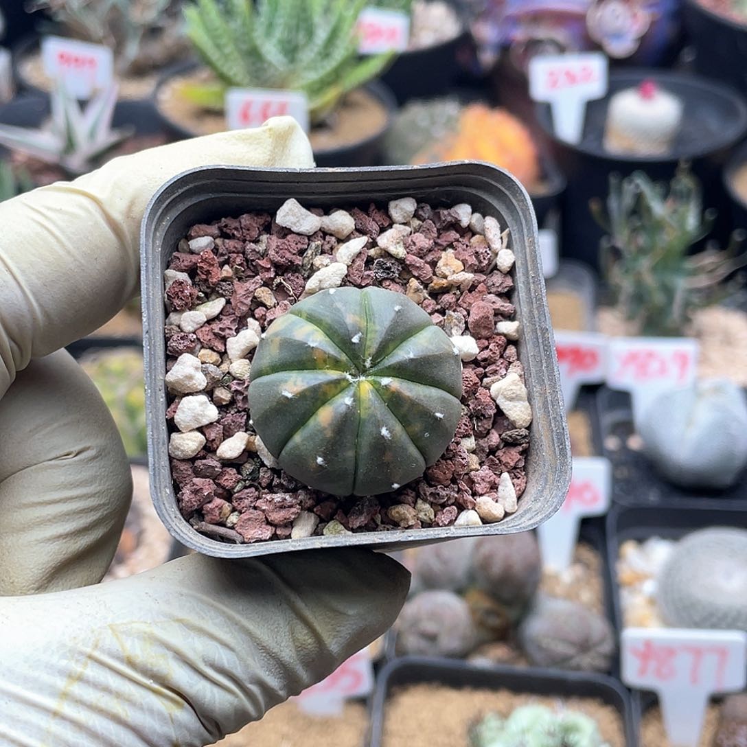 实生散斑兜锦仙人球