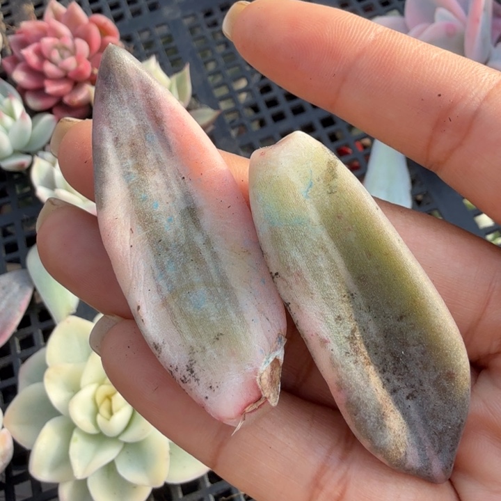 紫丽殿一组叶片多肉锦