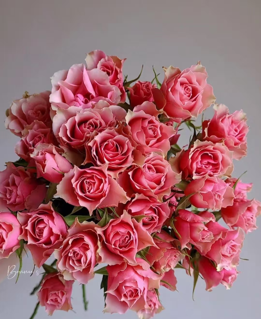 雪姐【樱花谷】 多头玫瑰   真花 鲜切花  一单中通，两单顺丰发货