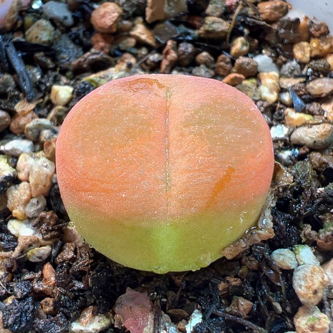 452多肉植物种类多样