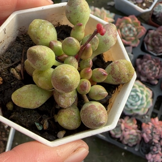 381鼓槌多肉植物多