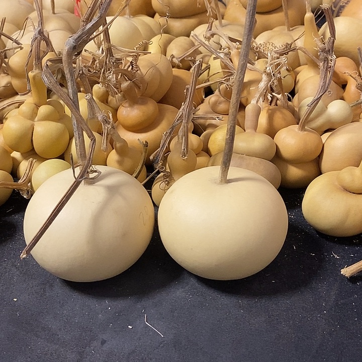 葫芦的颜色很好看