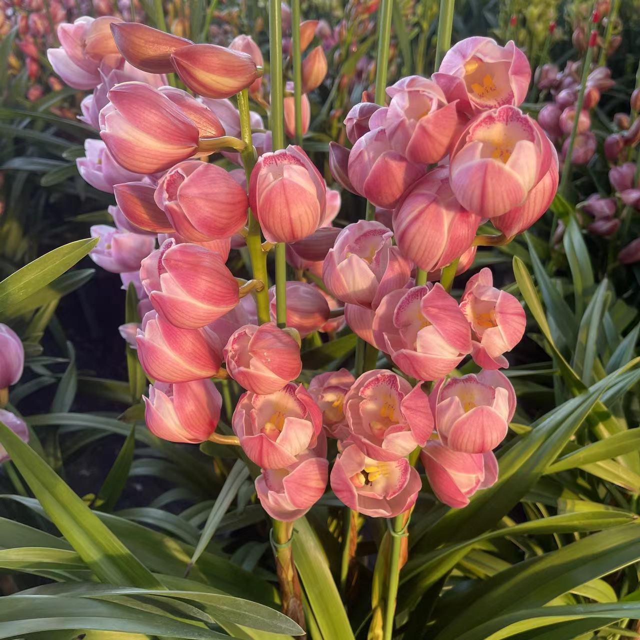 【桃子专属】【朝阳】带花剑大花蕙兰高端名贵兰花盆栽南北方好养