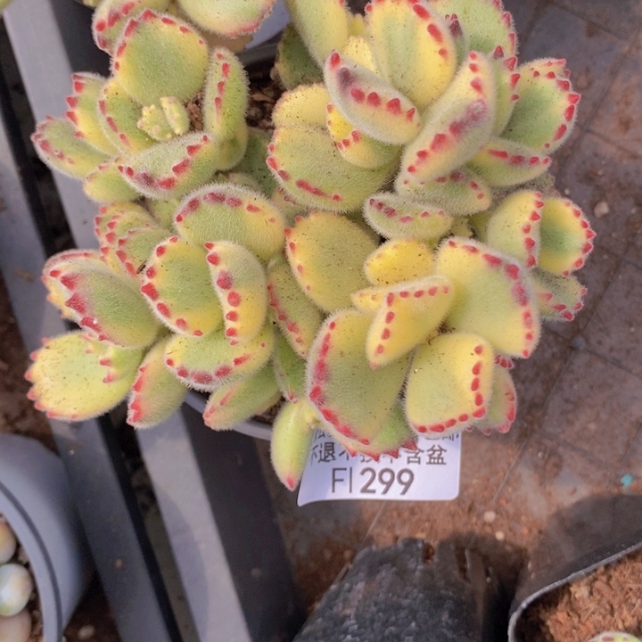 彩熊不包整8cm299多肉植物