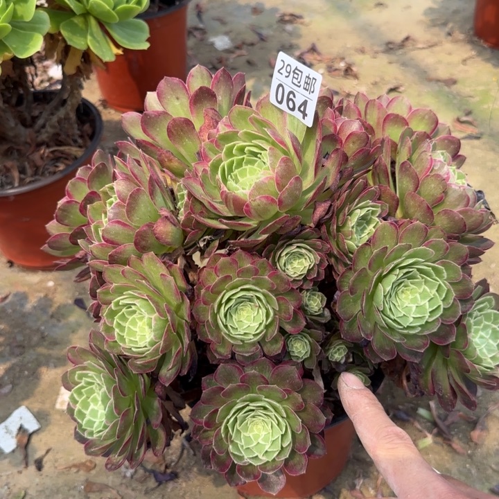 莲花……多肉植物的