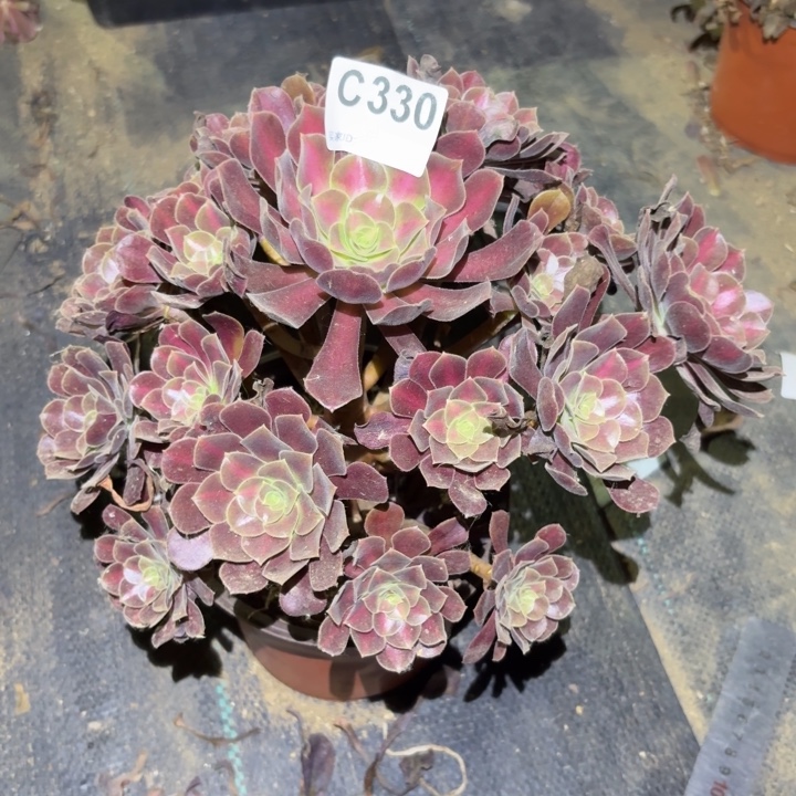 花纳多肉植物不包损330