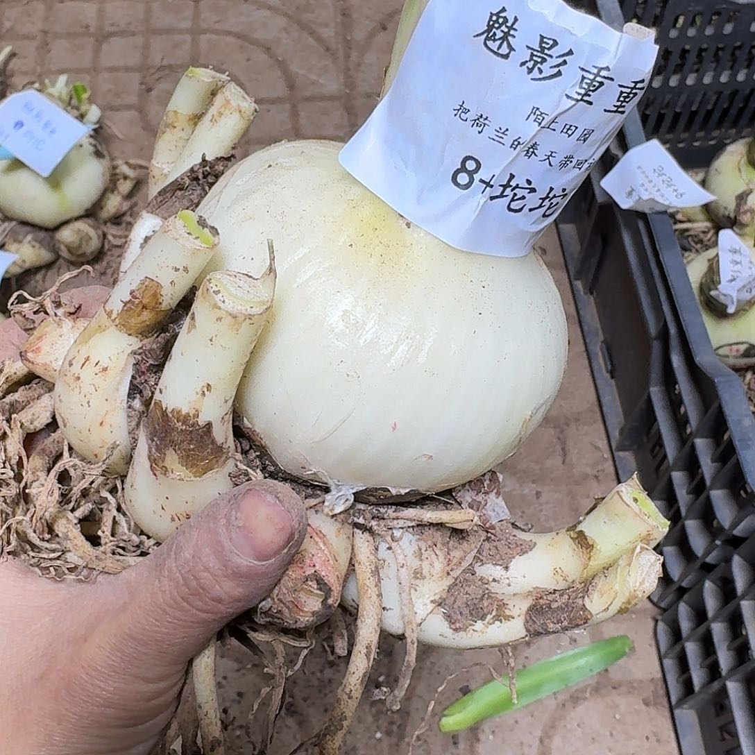 魅影重重8+坨坨5号开花球
