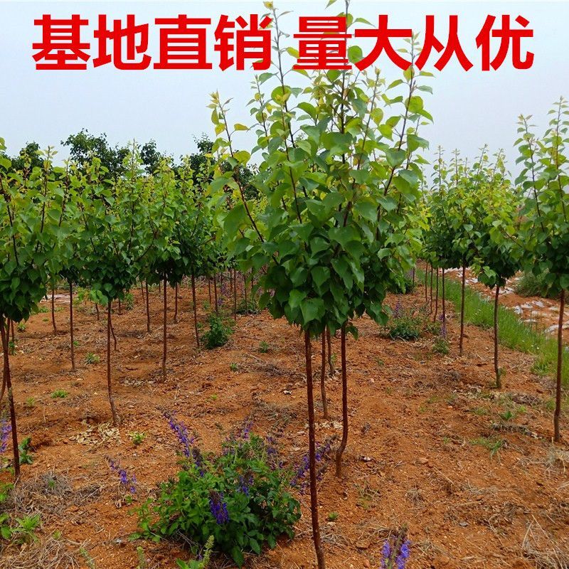 嫁接帝王杏凯特金太阳杏树苗南北方种植盆栽地栽