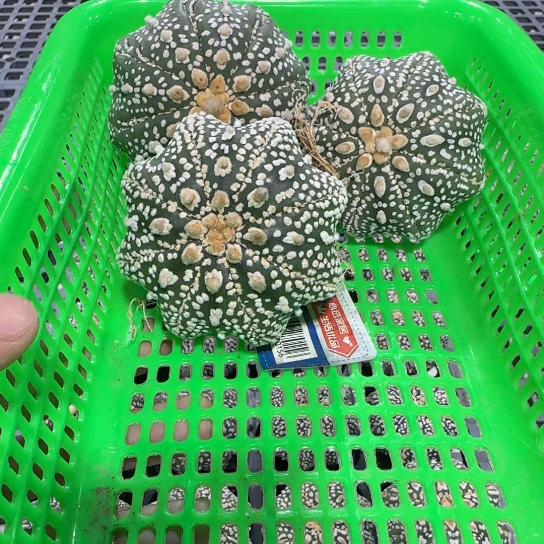 无花朵3号福利3个海星组合