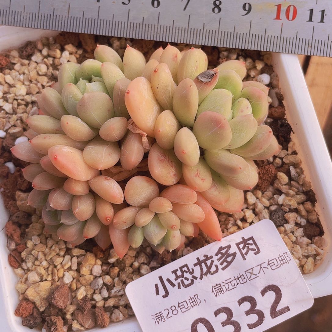 0332百搭翡翠4投老林李总我