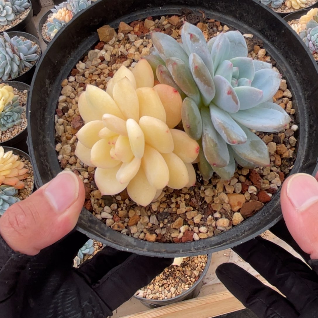 紫皮星影锦一物一拍