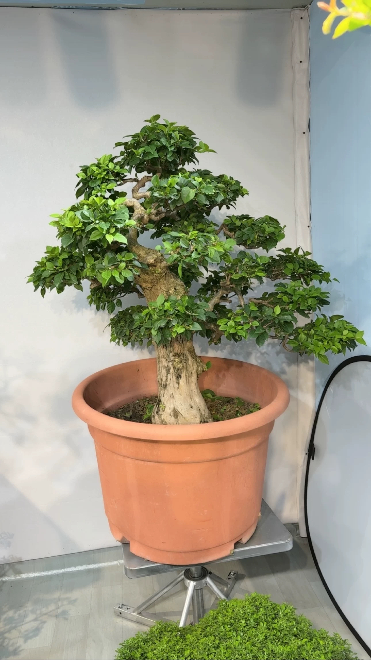 原生老桩小叶紫花三角梅造型盆景室内阳台办公室绿植盆栽