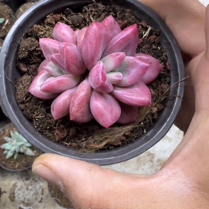 赫菲斯托 双头  一物一拍