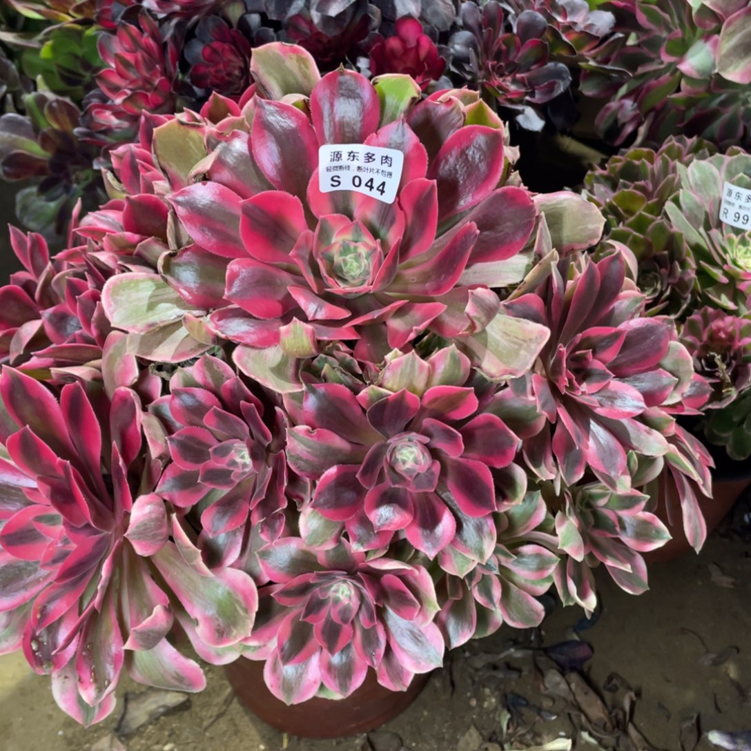 044女妖多肉法师断枝不包