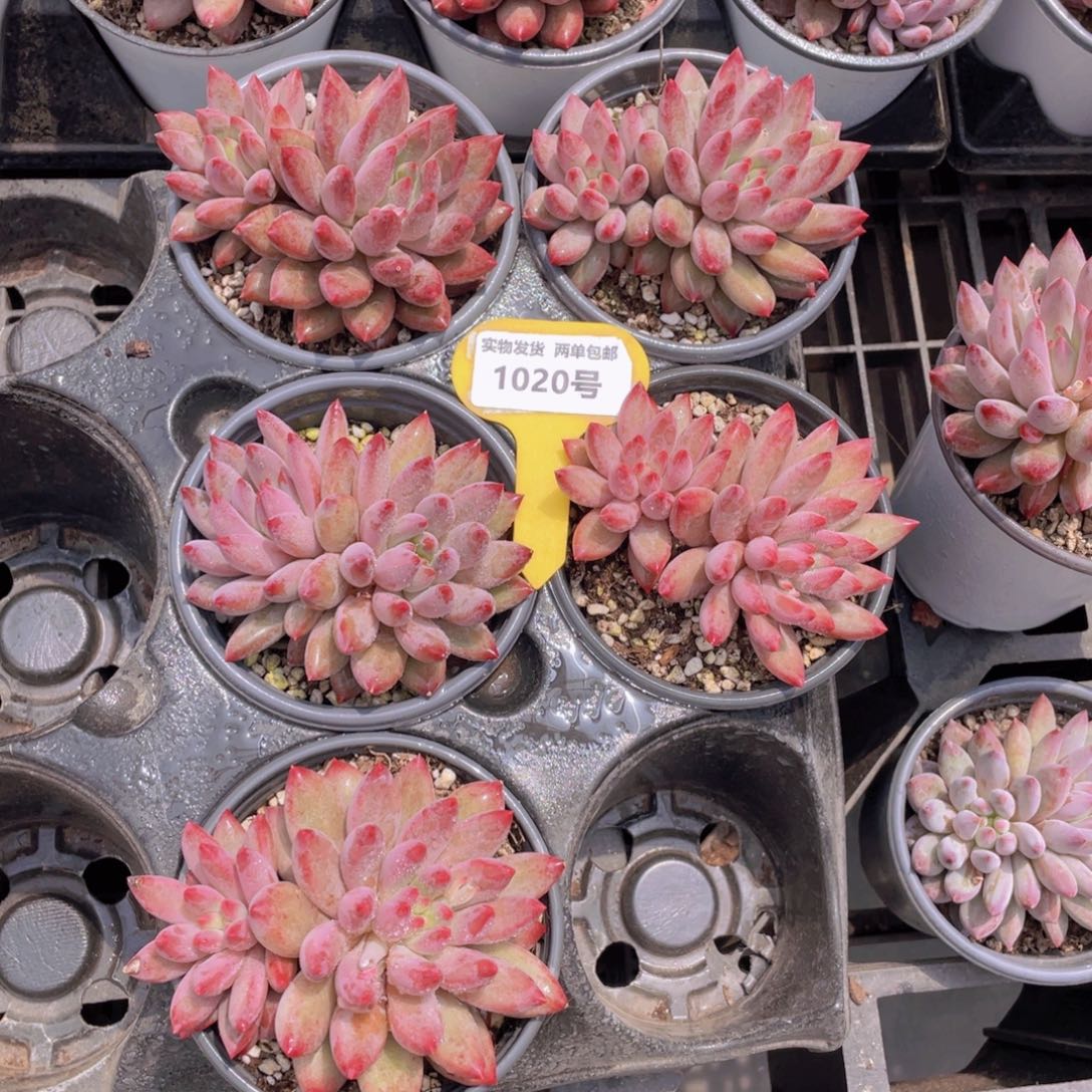 1020号 虞美人大双头一个