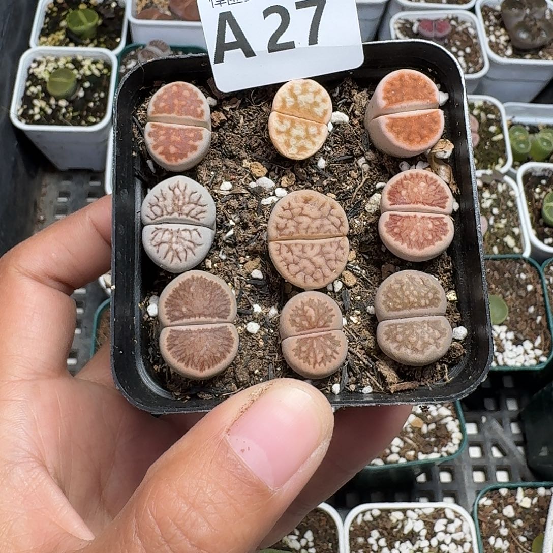 27多肉植物多肉植物