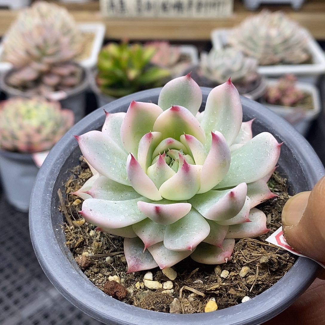 0706 小吉娃娃覆轮锦