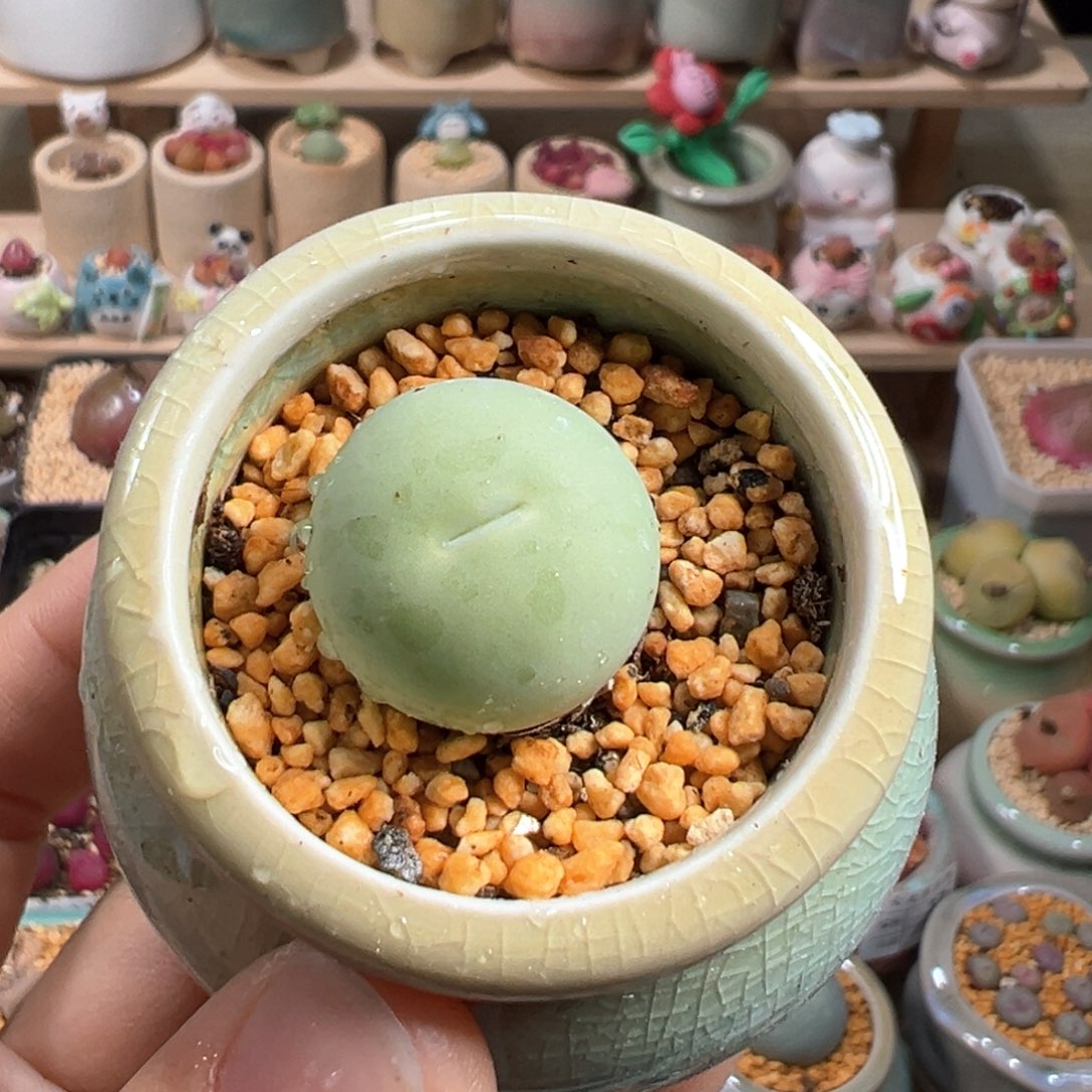 多肉植物101号鸽子蛋