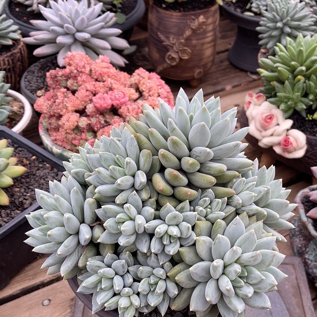 ****默多肉植物多肉植物