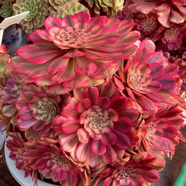 粉姬大老桩啊啊啊