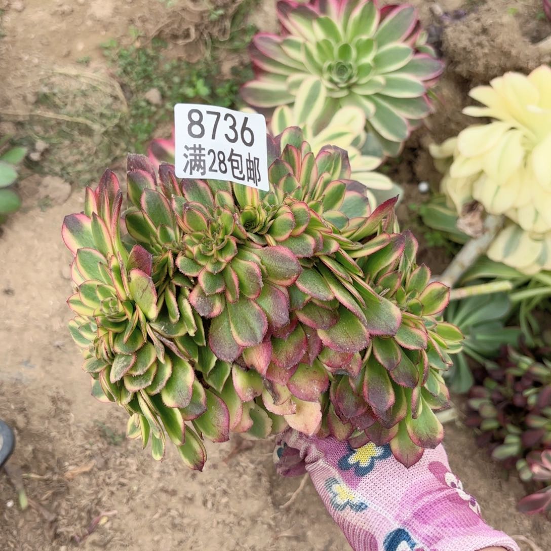 E 8736琳琅缀多肉