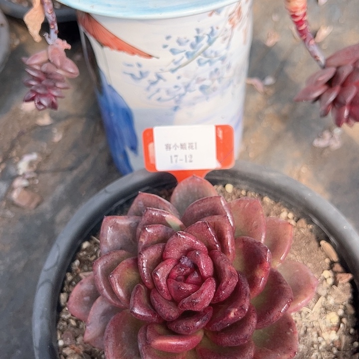 17.12太阳花一个脱土