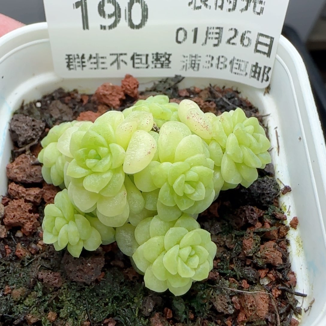 _*0126-190（绿珍珠）