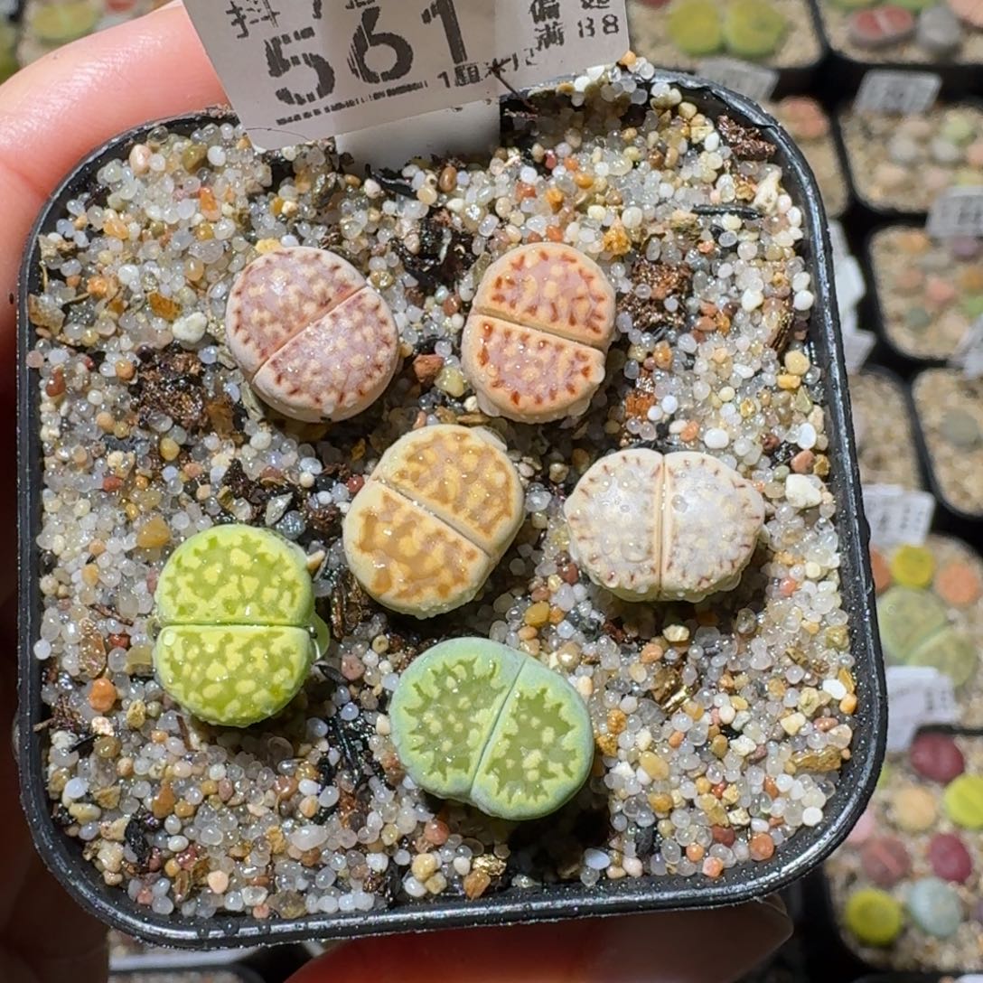 Sss精品生石花561