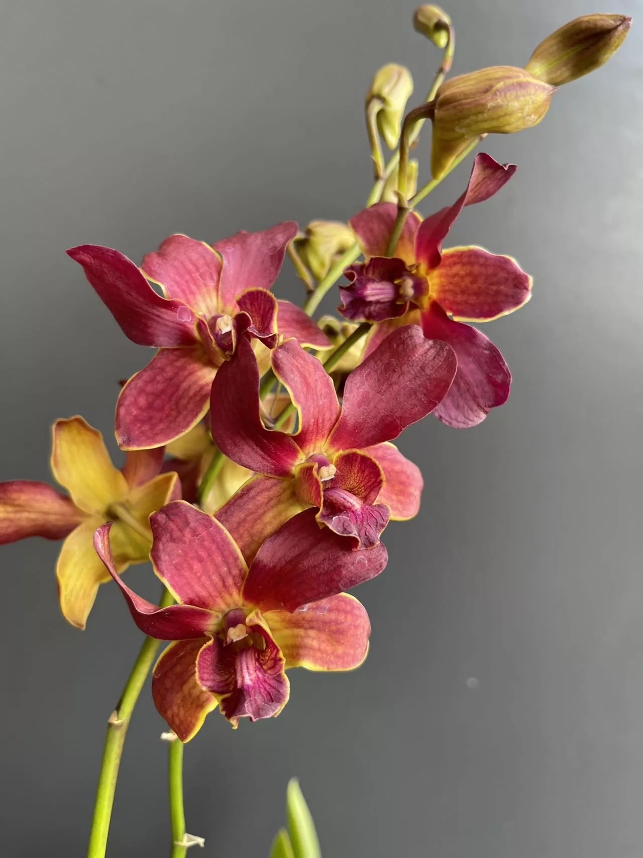 兰亭稀缺带金边石斛兰盆栽多年生秋石斛可室内外阳台种植带花