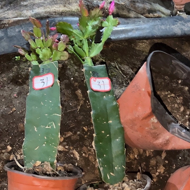 楚***主，31号带盆083.037