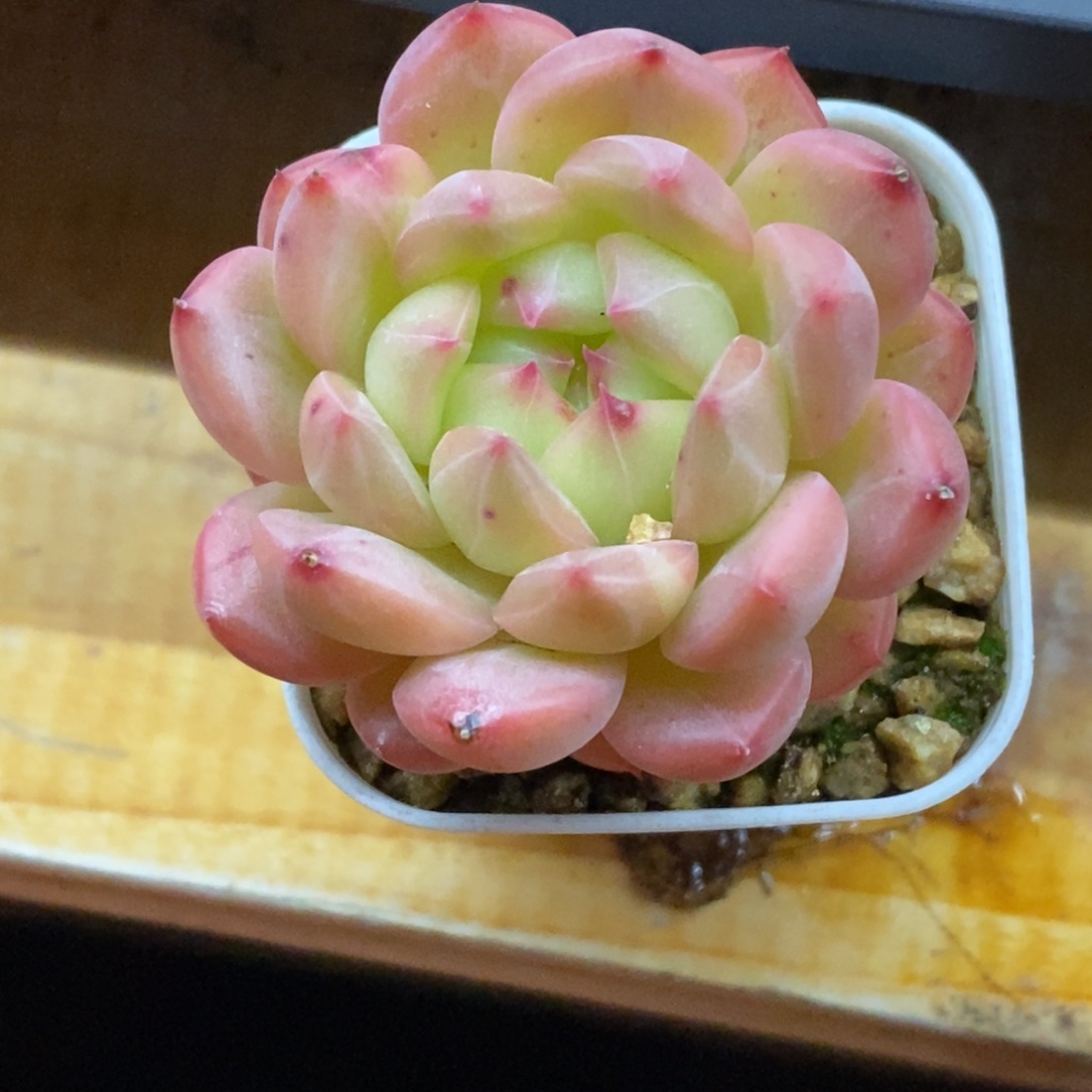 精品多肉一物．．．拍不包整170