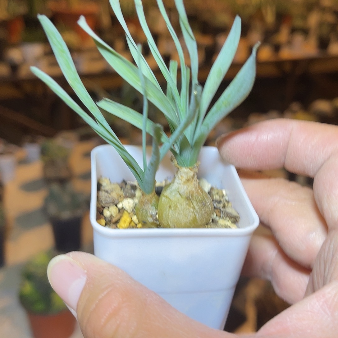 实生宽叶弹簧草一物一拍脱土发