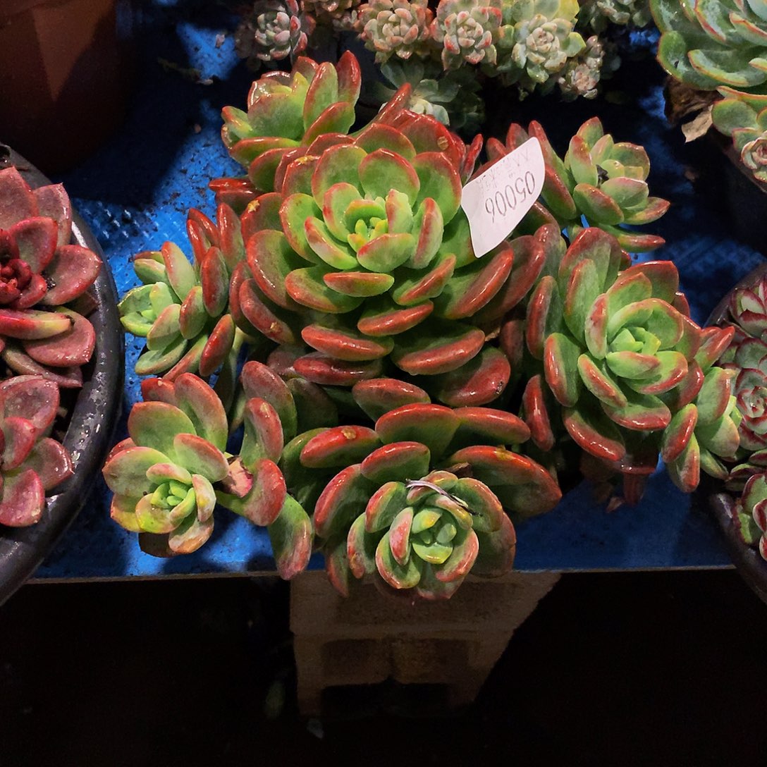 猫***猫      拉萨多肉05006