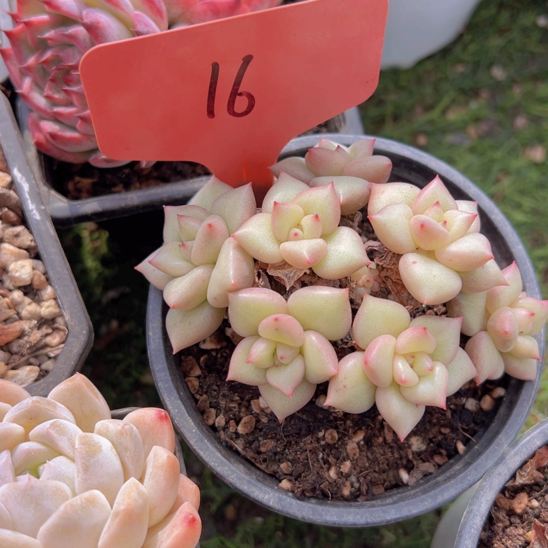 香玉的故事是一个人的故事