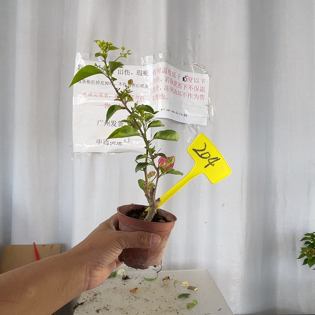 当前无花栽培后可以开花204椰子冰迷你款