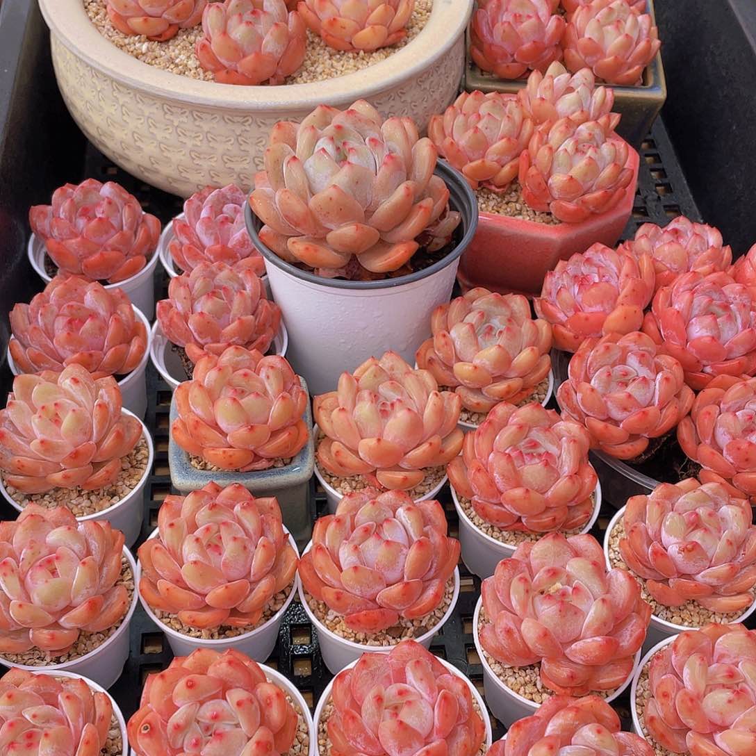 量拍66号 果冻韩版仙女橙单头5个