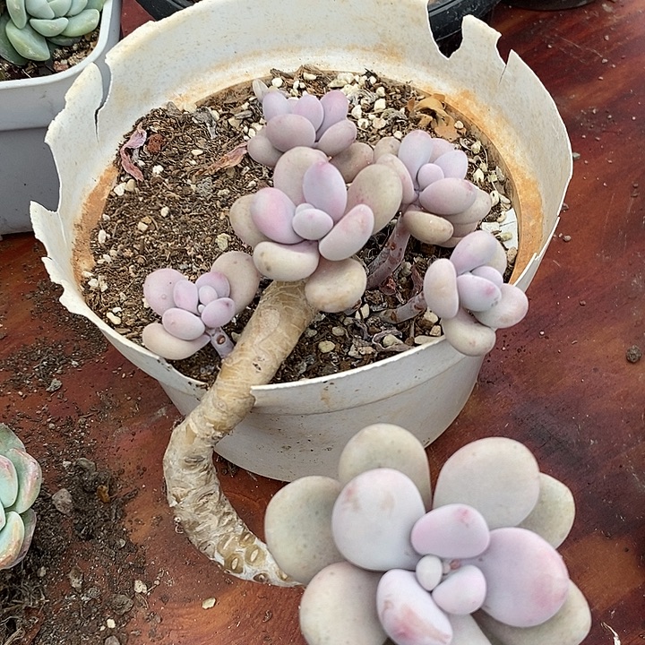 桃蛋小老桩多肉无砍