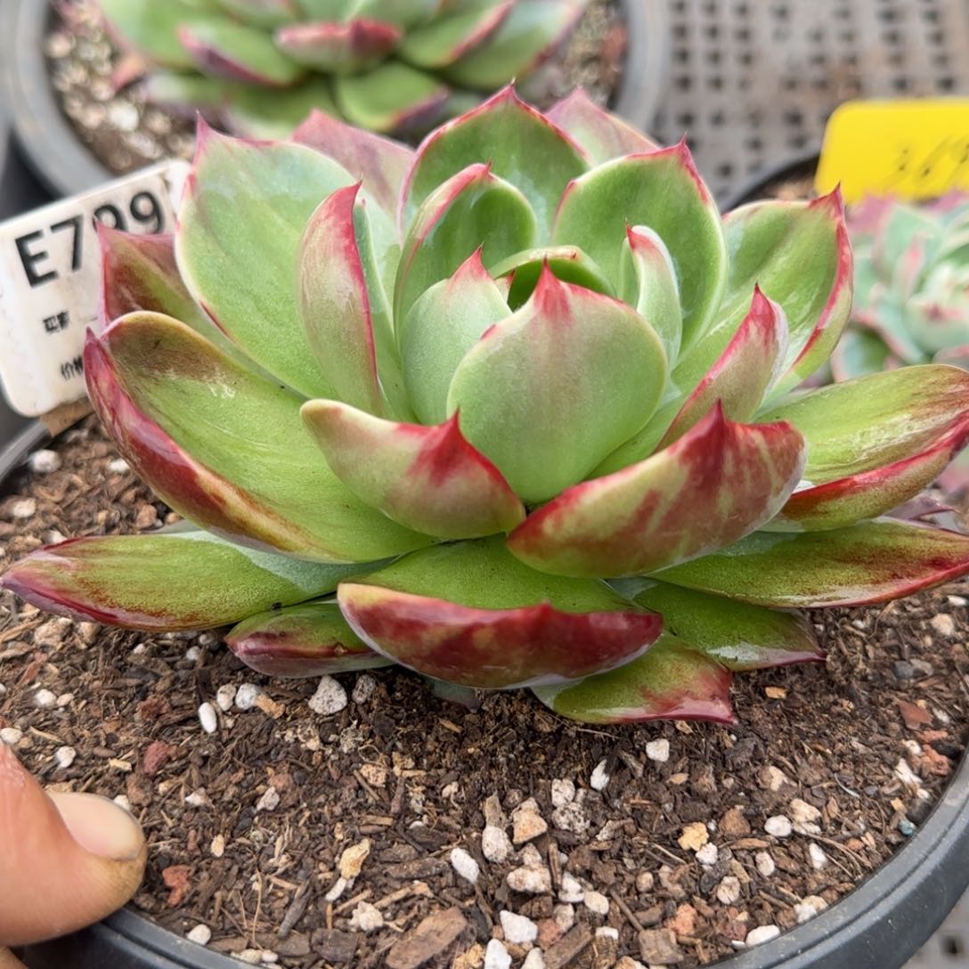 惊鸿一物一拍包装收缩花旱799