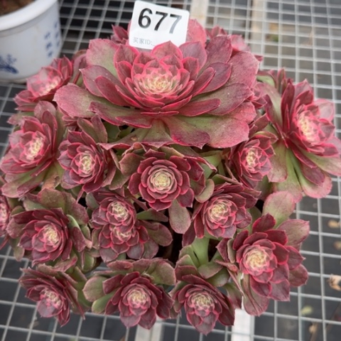 677粉花妖25厘米左右