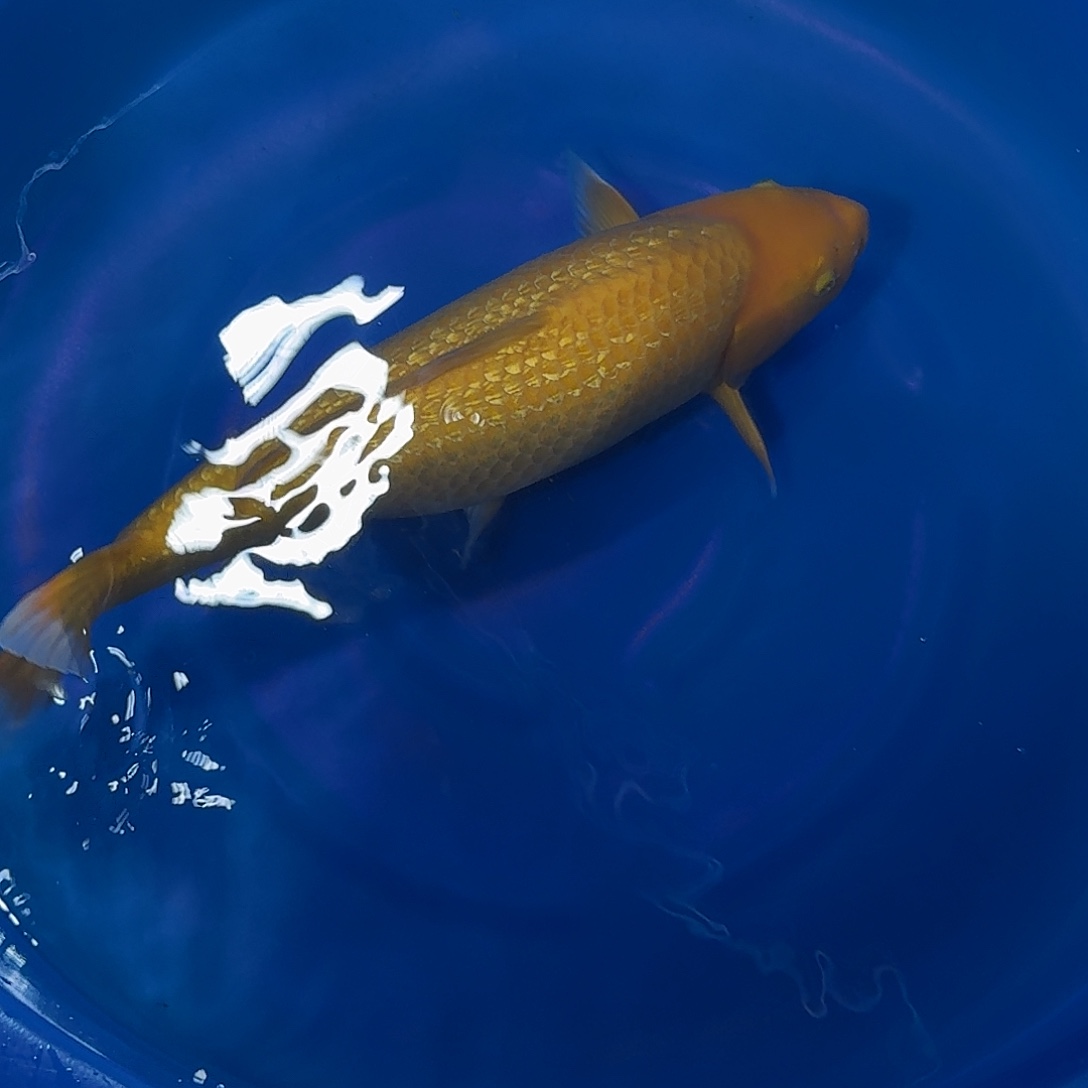 锦鲤爱屋银麟黄源